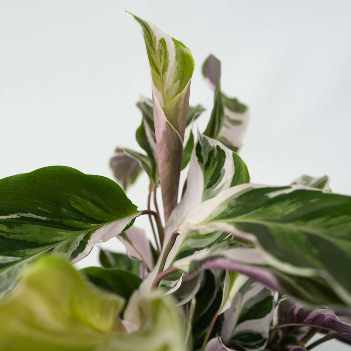 Calathea 'Fusion White' - Set van 2
