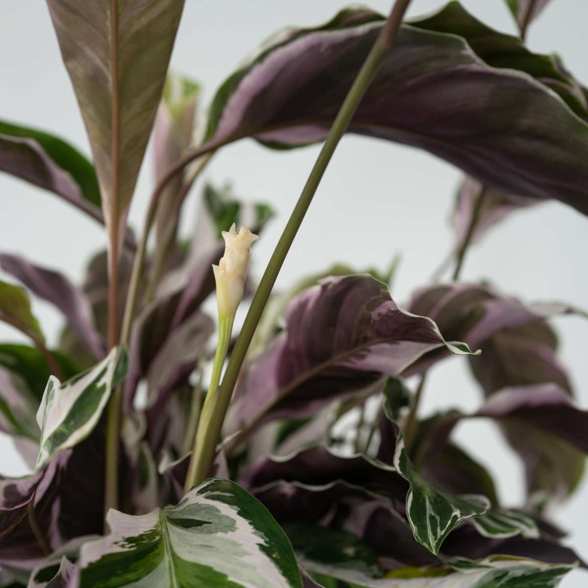 Calathea 'Fusion White' - Set van 2