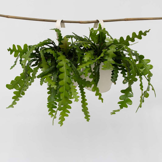 Epiphyllum Anguliger - Set van 2 - Zaagcactus