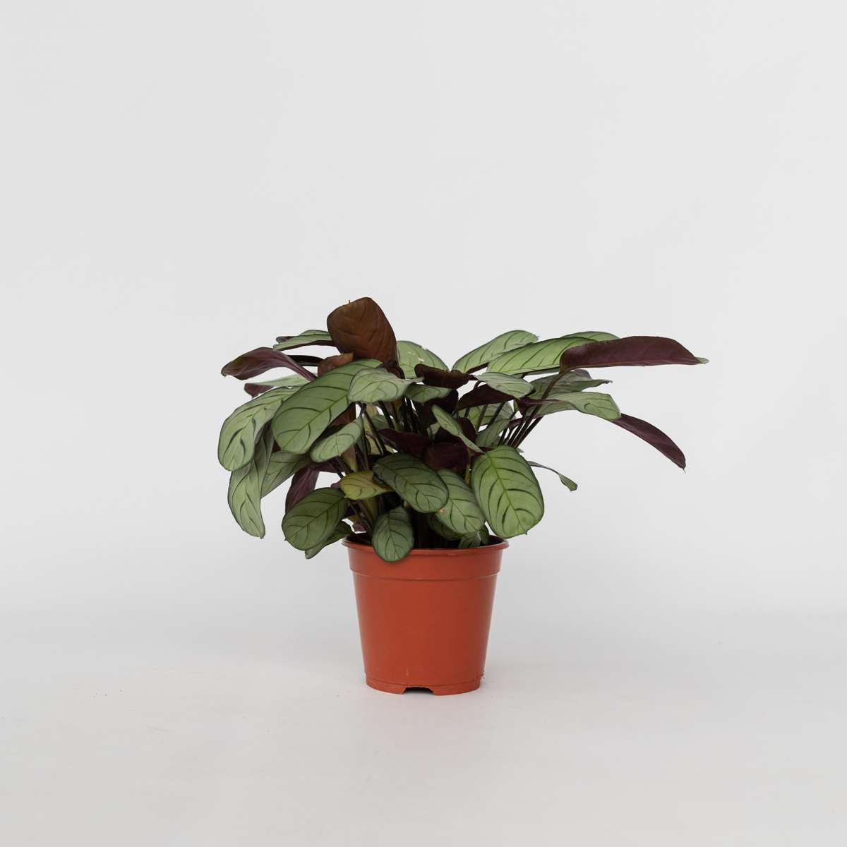 Ctenanthe amagris - Gebedsplant