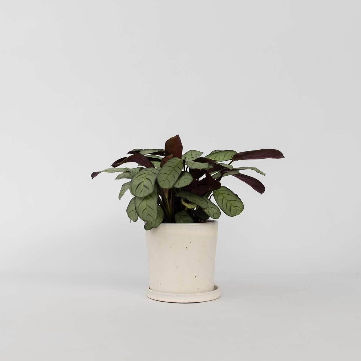 Ctenanthe amagris - Gebedsplant