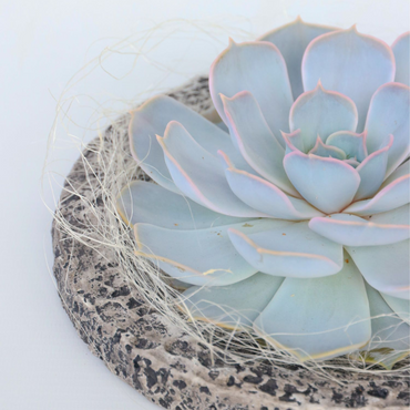 Echeveria 'Koala Bowl' - vetplant op decoratieve schaal