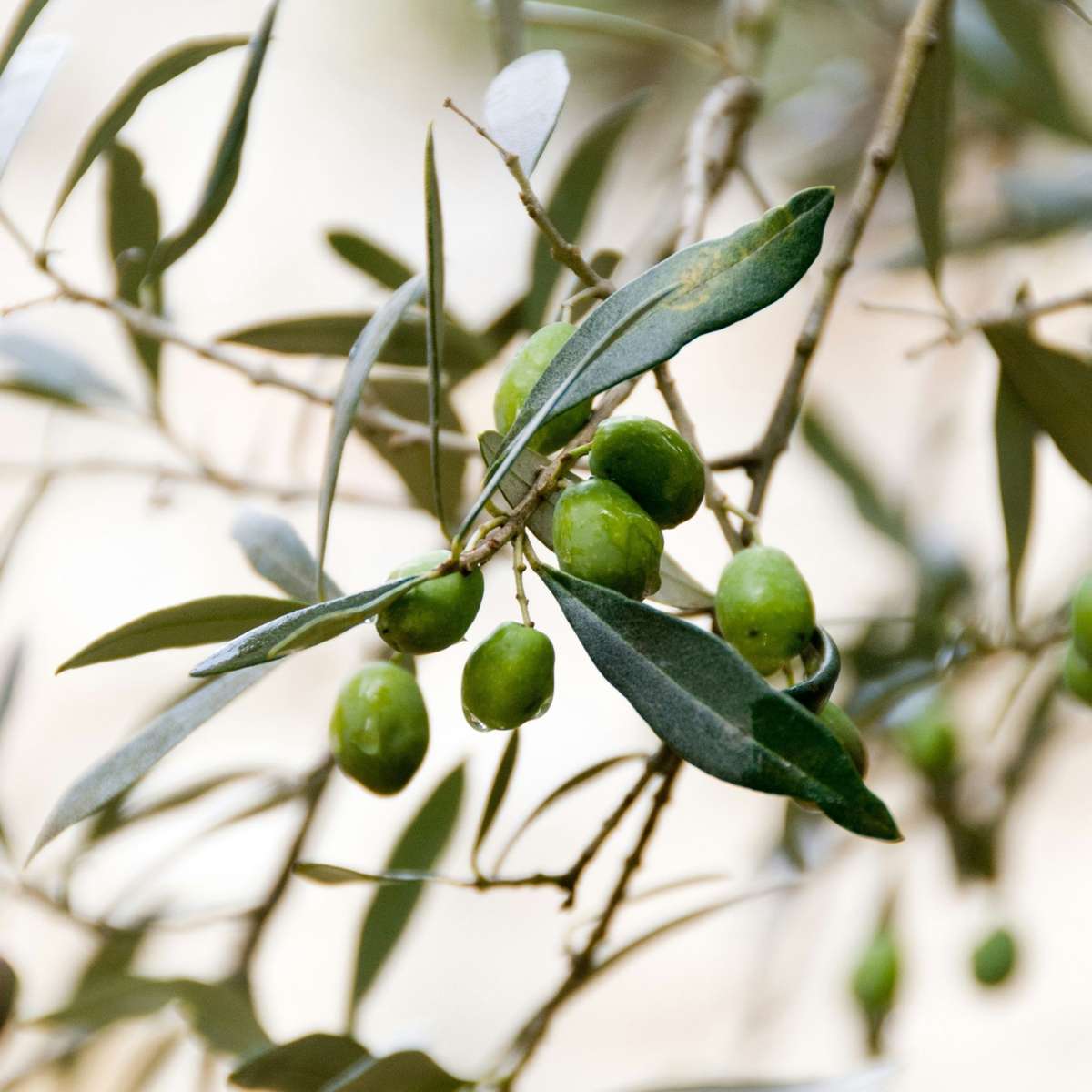 Olea Europaea - Set van 2 - Olijfboom