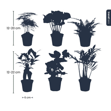 Plant set - 6 green plants - Baby and terrarium plants