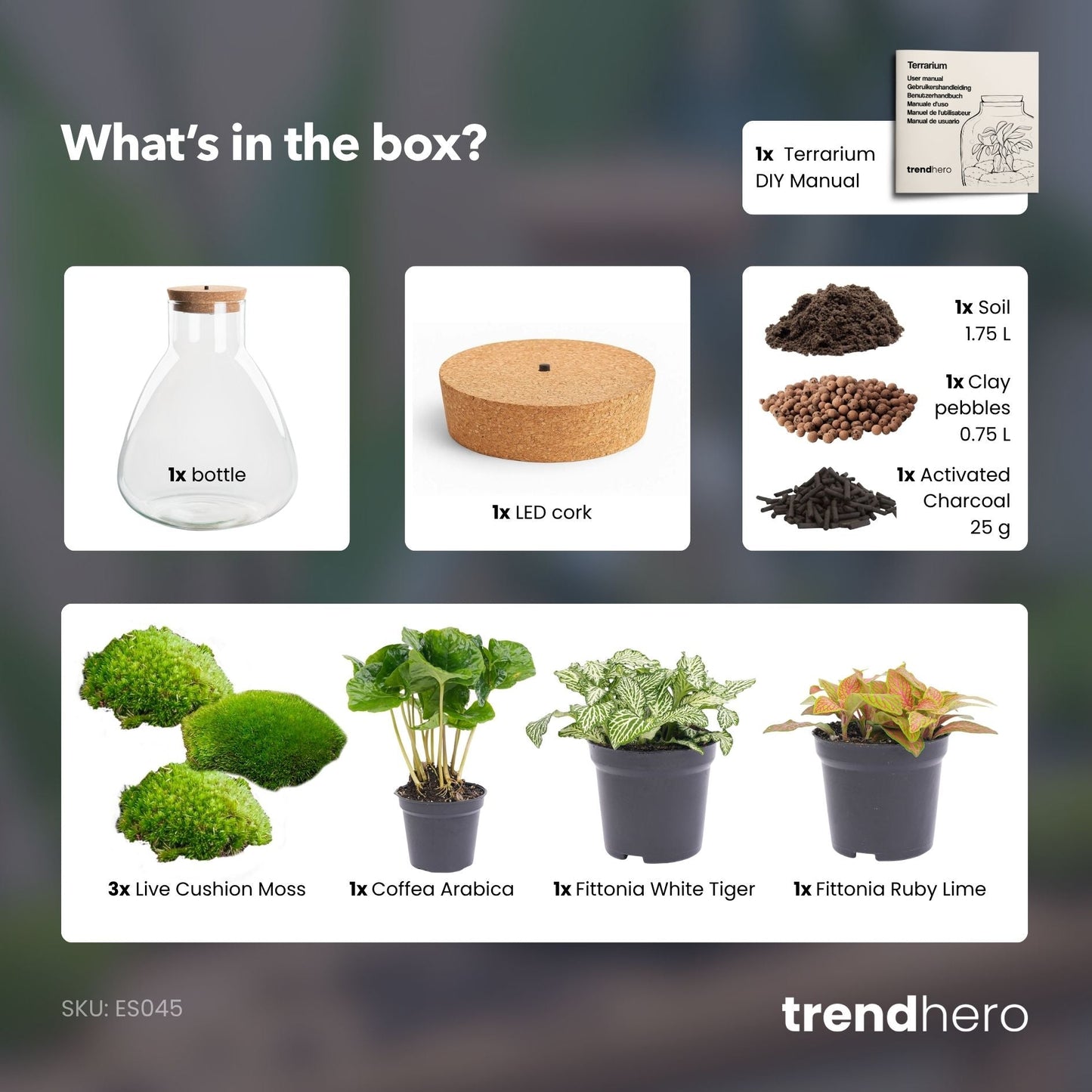 Sam Coffea - DIY Terrarium Online | Florazo