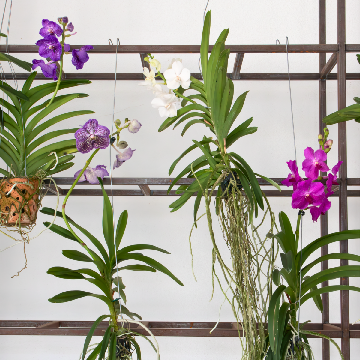 Vanda orchidee - Wit - L