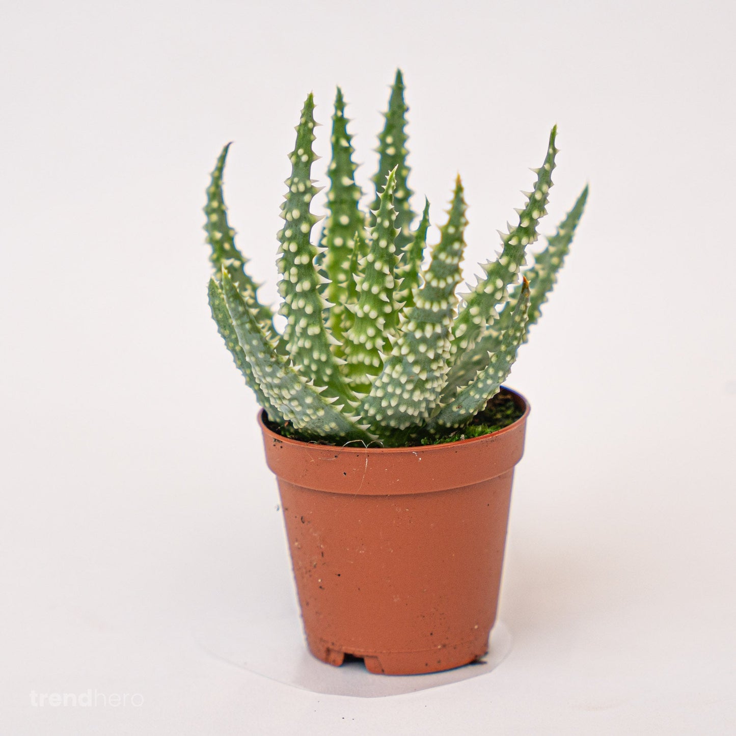 Aloe Humilis potsize 5.5 cm