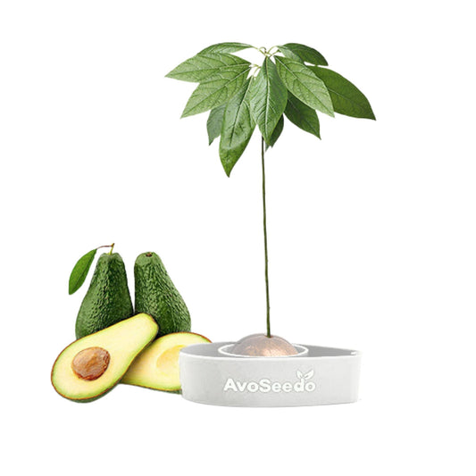 Avocado kit mini – Grow your own avocado!