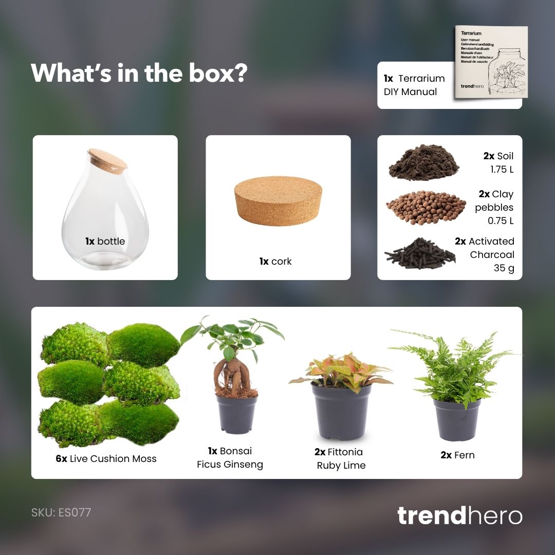 Drop XXL Bonsai - Terrarium with cork - Bottle garden DIY kit - Ø 34 cm ↑ 43 cm