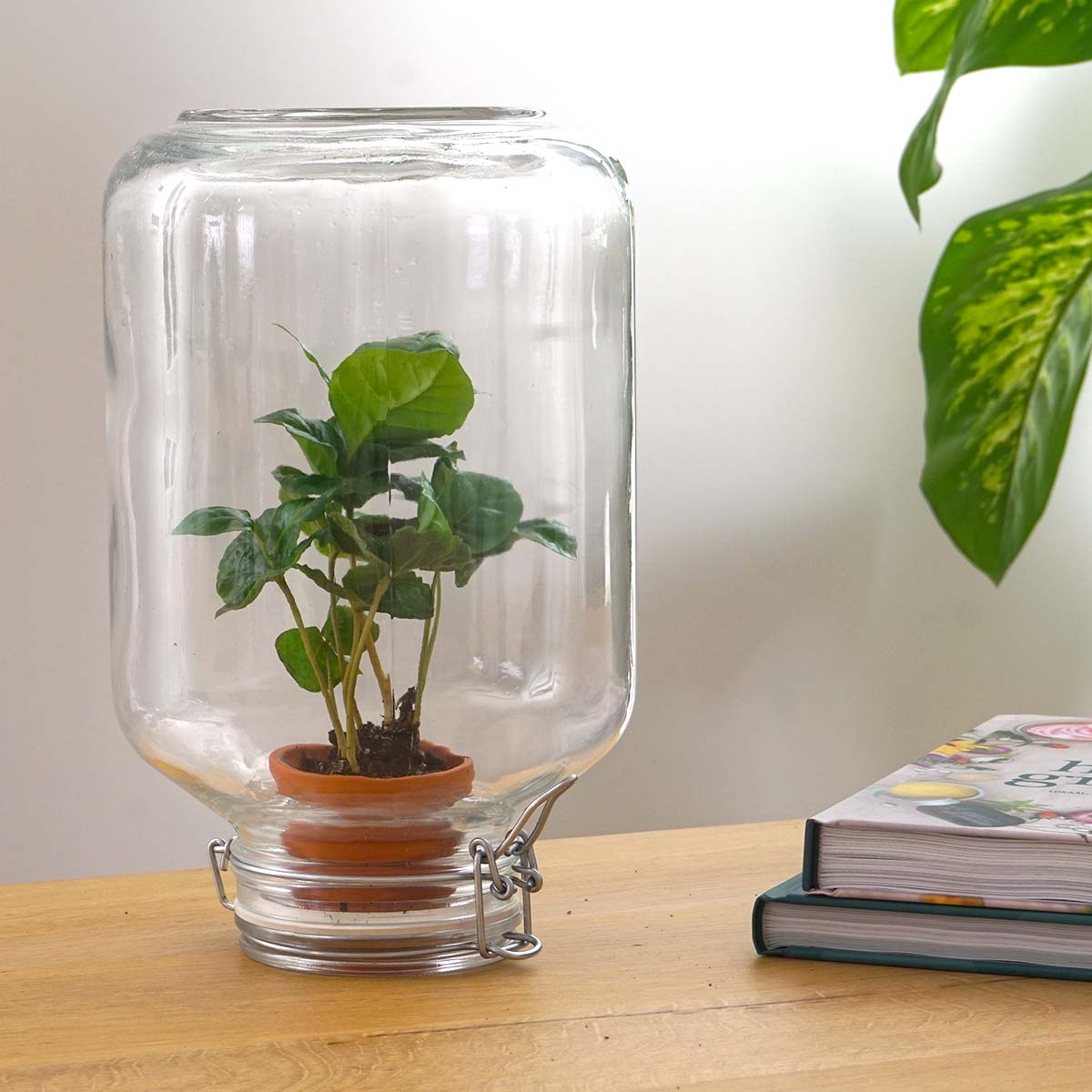 Terrarium DIY Kit - Easyplant - ↑ 28 cm