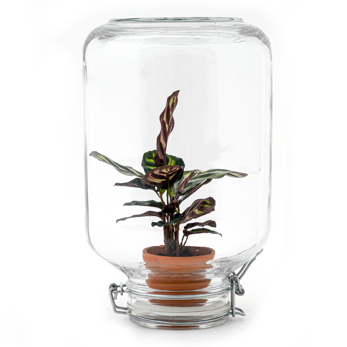 Terrarium DIY Kit - Easyplant - ↑ 28 cm