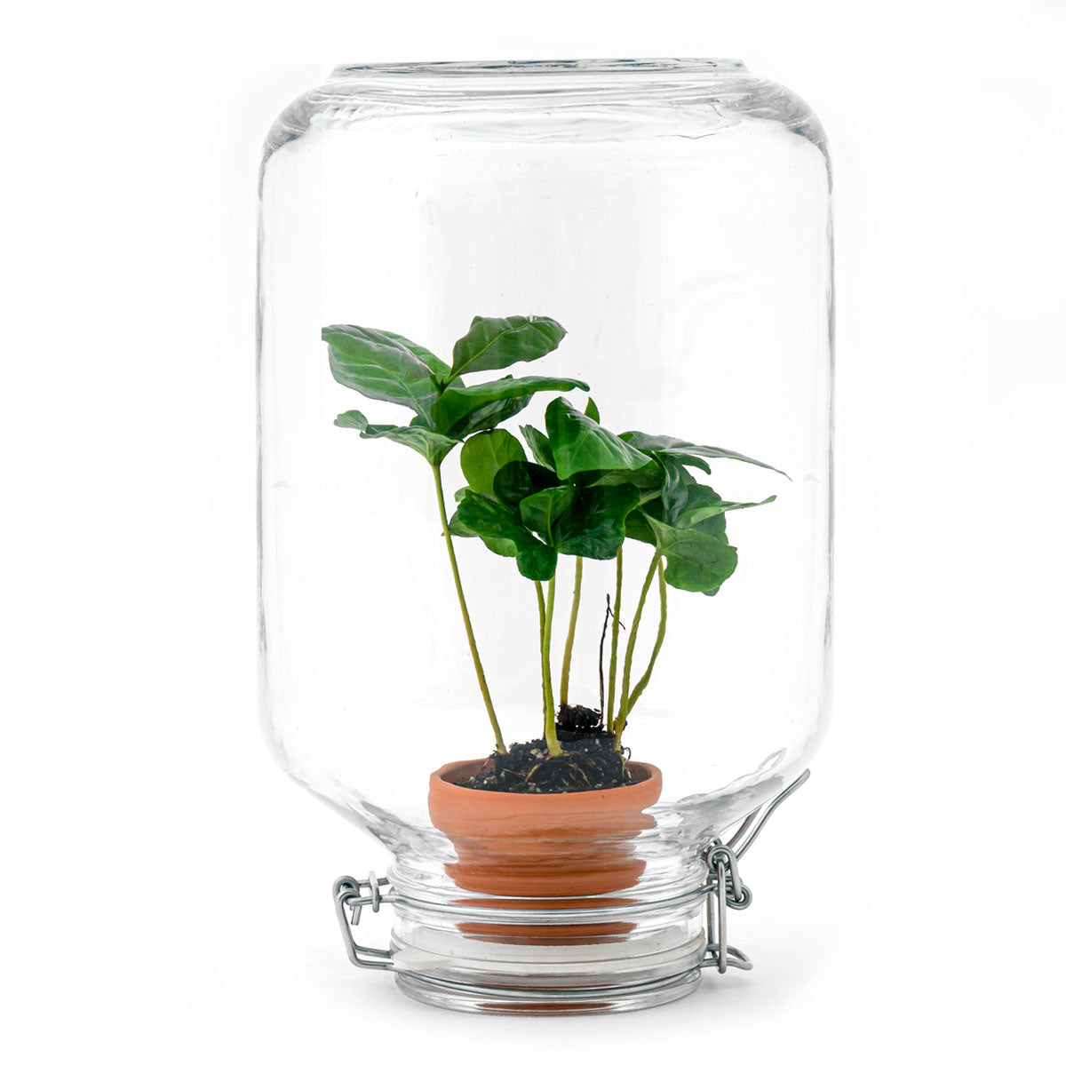 Terrarium DIY Kit - Easyplant - ↑ 28 cm