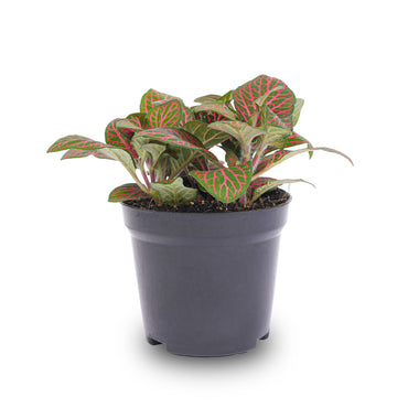 Fittonia red - Mosaic plant