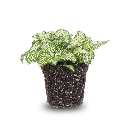 Fittonia White -White Tiger - Mosaic plant
