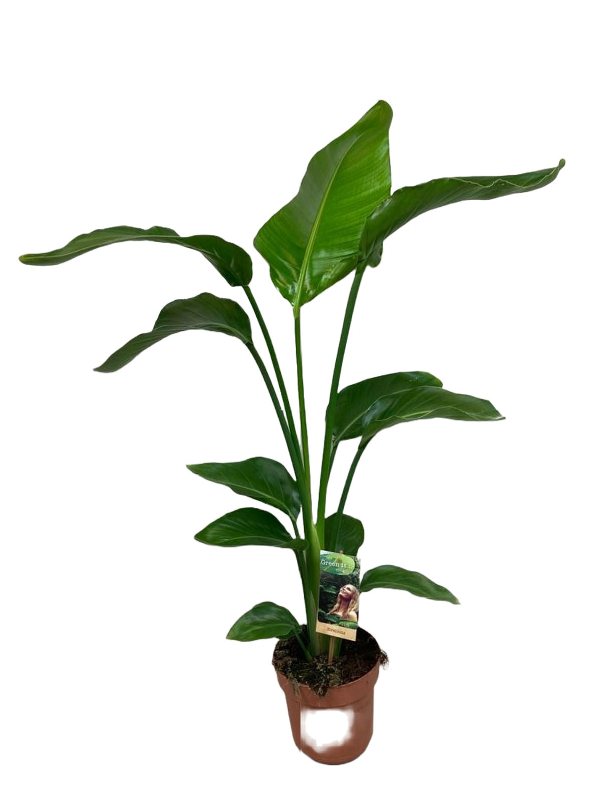 Strelitzia nicolai
