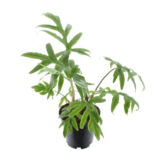 MM-AR157 - 0