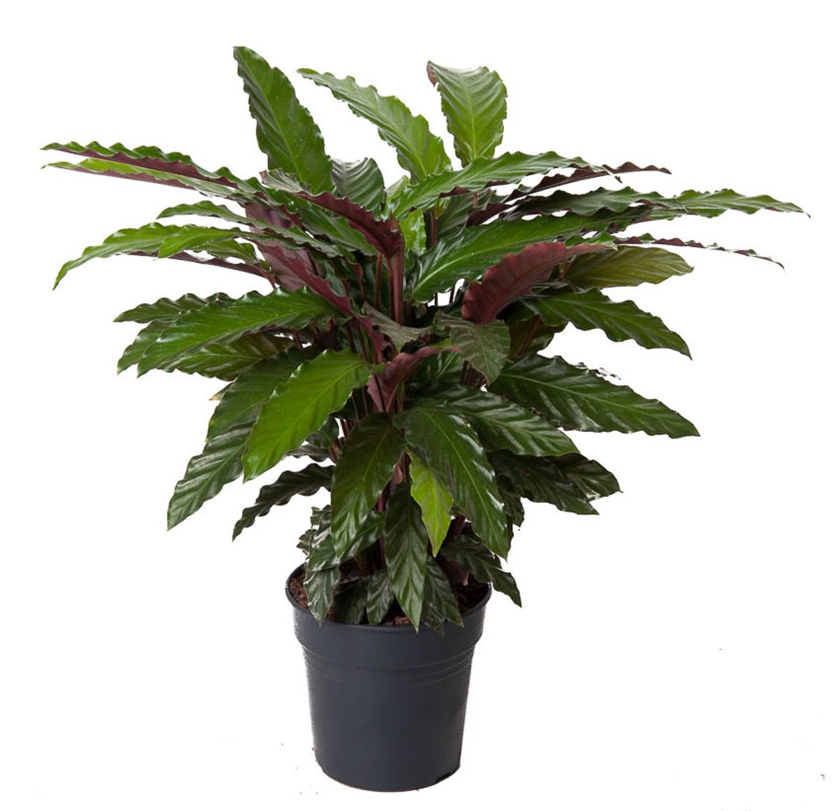 Calathea Wavestar