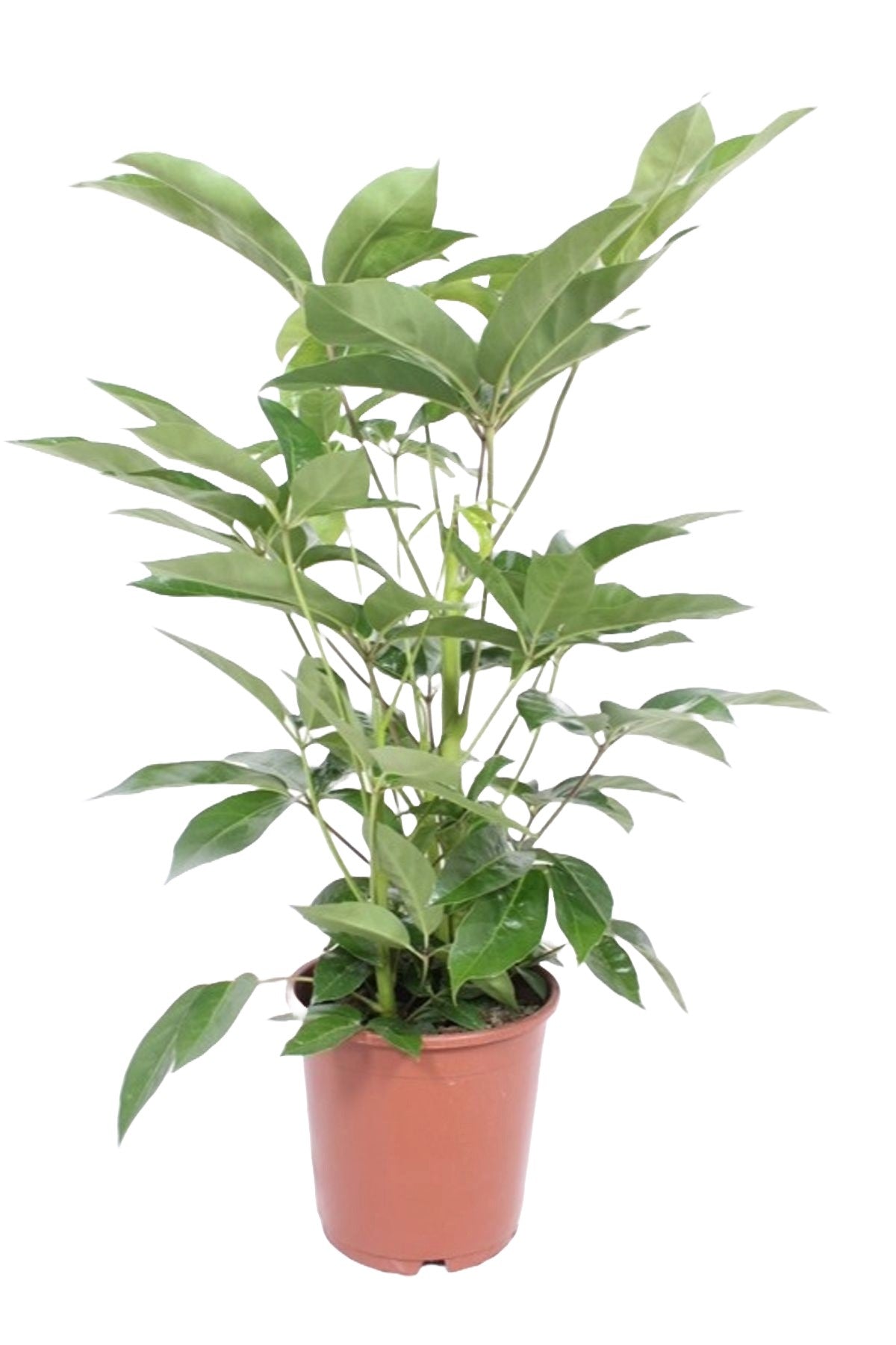 Schefflera actinophylla 'Amate'