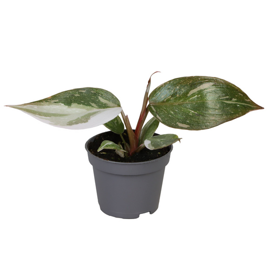 MM-MEC-0222 - 0