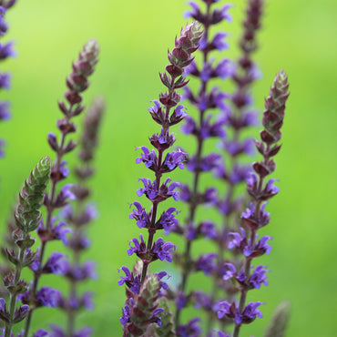 MM-MEC-0902 - 1