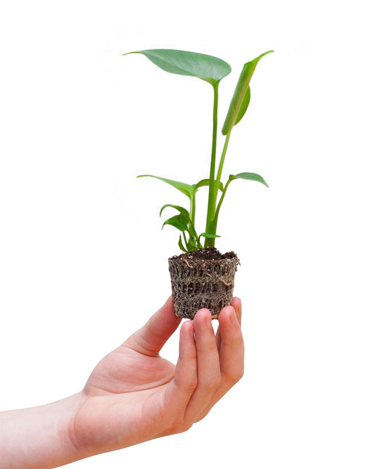 MM-MEC-1256 - 0