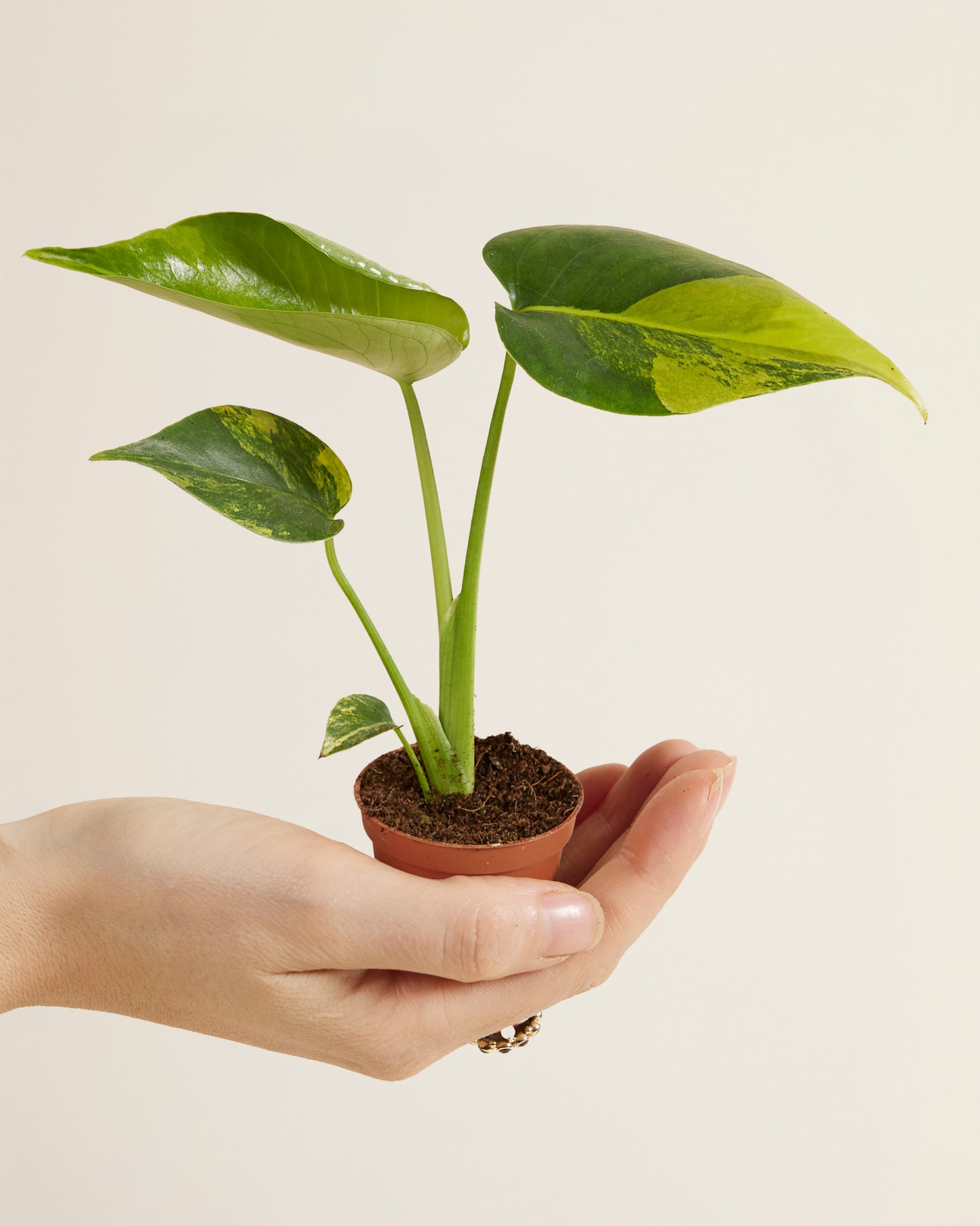 MM-MEC-1491 - 0