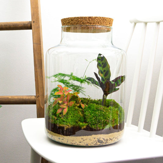 Terrarium DIY Kit - Milky - Bottle Garden - ↑ 30 cm