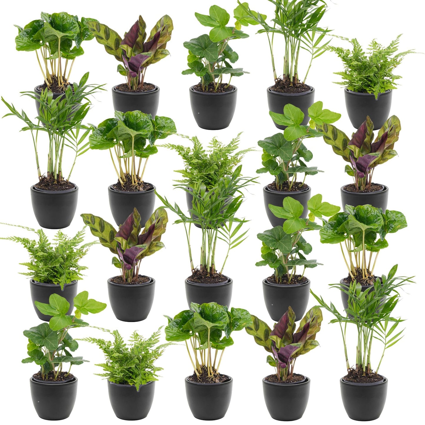 Mini plant & pot combinatie - 10 tot 1.000 stuks - Relatiegeschenk