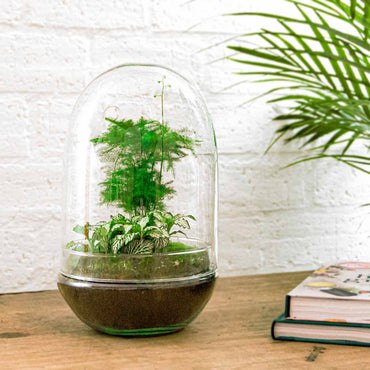 Terrarium DIY Kit - Egg XL - Bottle Garden - ↑ 30 cm