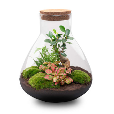 Terrarium DIY Kit - Sam XL Bonsai -  Bottle Garden - ↑ 32 cm