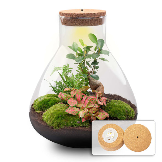 Terrarium DIY Kit - Sam XL Bonsai -  Bottle Garden - ↑ 32 cm