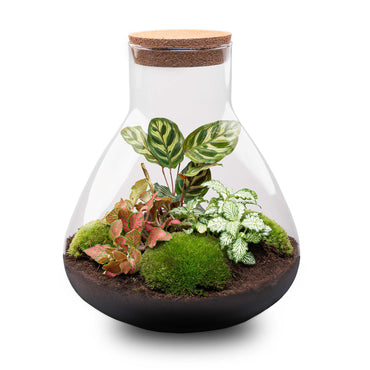 Terrarium DIY Kit - Sam XL Red - Bottle Garden - ↑ 32 cm