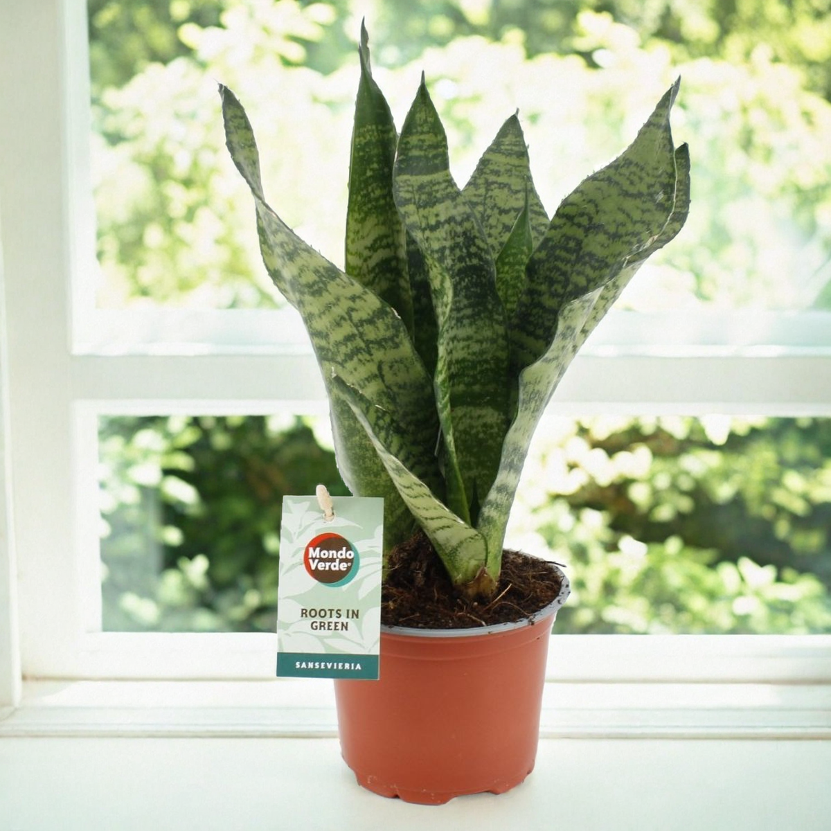 Sansevieria Black Coral