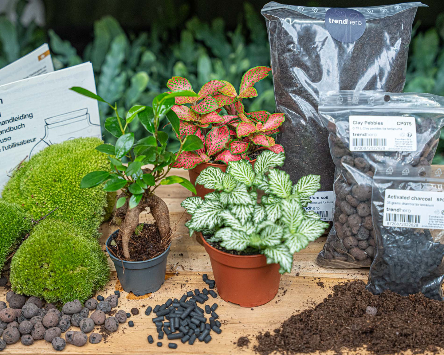 Plant terrarium package - Bonsai - 3 terrarium plants - Refill & Starter package - DIY Terrarium kit