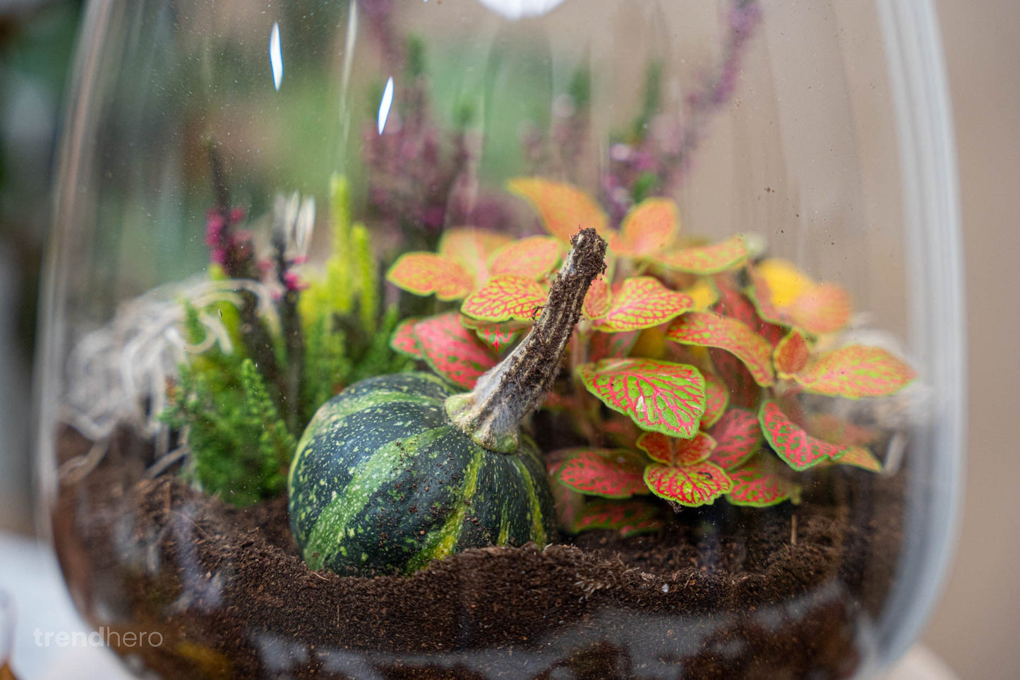 Little Joe Autumn - DIY Terrarium Online | Florazo
