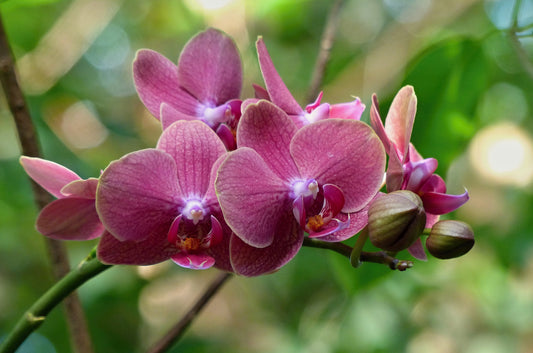 Geef je orchidee een tweede leven
