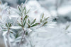 Optimale Winterverzorging voor Kamerplanten: Tips van de Expert