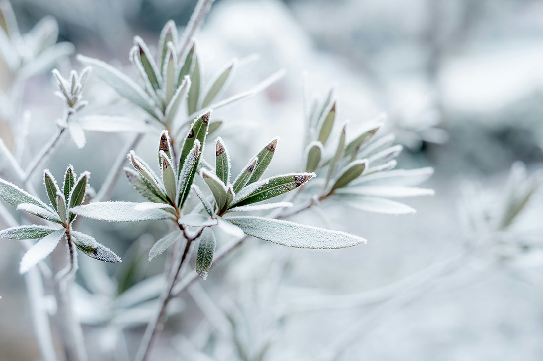 Optimale Winterverzorging voor Kamerplanten: Tips van de Expert