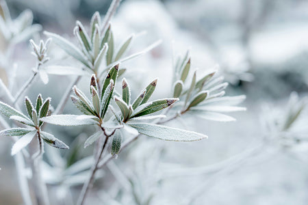 Optimale Winterverzorging voor Kamerplanten: Tips van de Expert