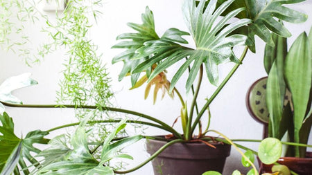 Optimale Zomerverzorging voor Kamerplanten: Tips van de Expert