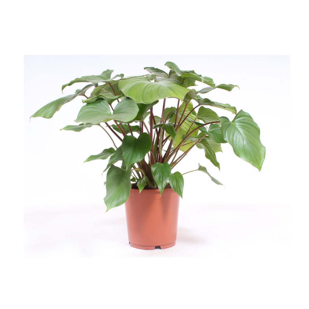 2x Hedera Helix - Ø 6 Cm - Houseplant & Terrariumplant