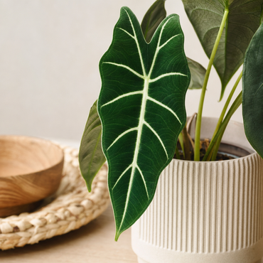 Alocasia Frydek - Kamerplant | Florazo detail