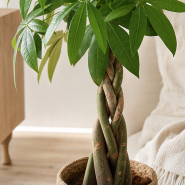 Pachira aquatica (gevlochten stam) - Kamerplant | Florazo detail