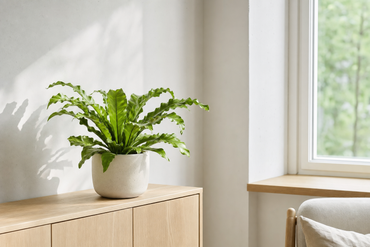 Asplenium nidus 'Crispy Wave' - Kamerplant | Florazo usage