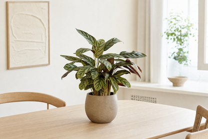 Ctenanthe Burle Marxii - Kamerplant | Florazo usage