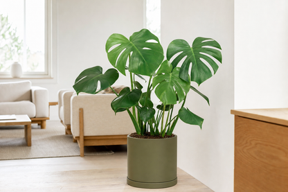 Monstera Deliciosa - Kamerplant | Florazo usage