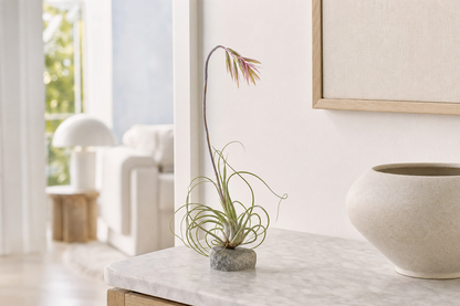 Tillandsia Jellyfish - Kamerplant | Florazo usage