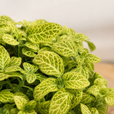 Florazo Fittonia Joly Lemon - detail image