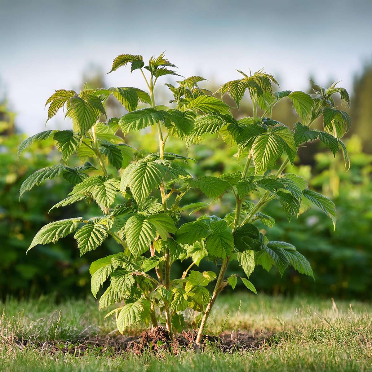 Rubus idaeus 'Malling Promise' - Set van 2 - Framboos