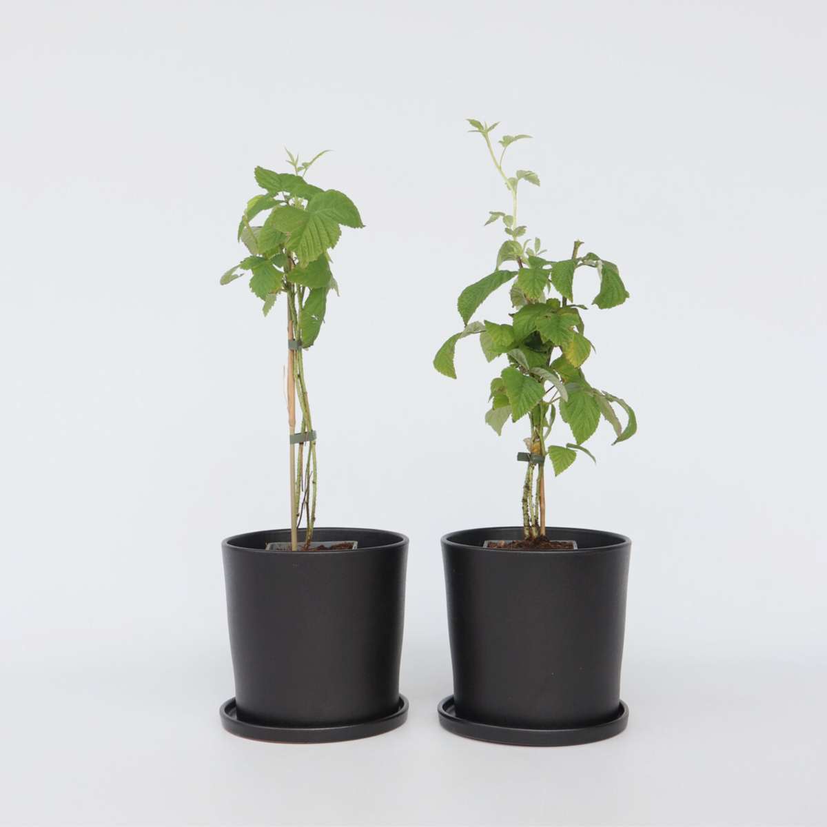 Rubus idaeus 'Malling Promise' - Set van 2 - Framboos